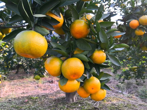 一年生特早熟柑橘品種探秘 由良蜜桔糖度高、抗寒性強(qiáng)，成為農(nóng)林新星