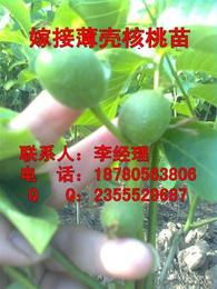 清香核桃供應(yīng)全解析 批發(fā)價(jià)格、產(chǎn)地優(yōu)勢(shì)與采購(gòu)指南